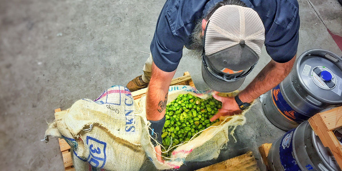 brewer working with fresh hops in back of brewery