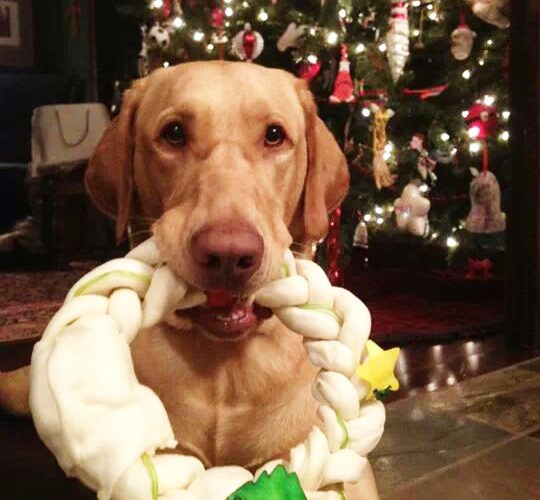 Old Dog, New Gifts: Craft Beer-Themed Doggie Gift Guide